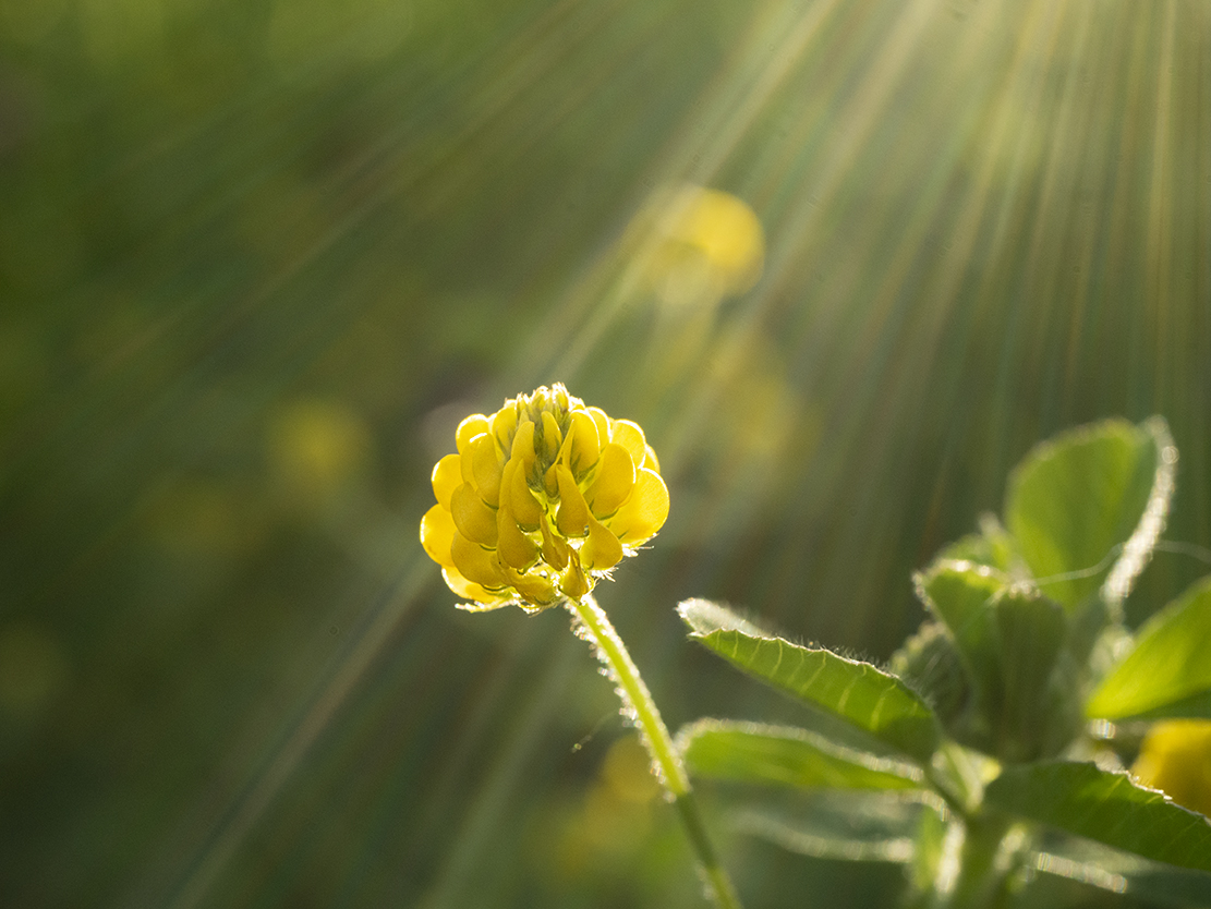 IMAGES\Hopklaver (medicago lupilina)\P1280333_sm.jpg